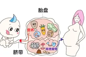 怀孕2个月胎儿 自己排泄通过羊水吸收 生命的神奇视频封面
