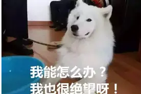 喜大普奔！骗吃骗喝一个月的萨摩耶终于找到主人了，原来是听到鞭炮响受惊“越狱”图片