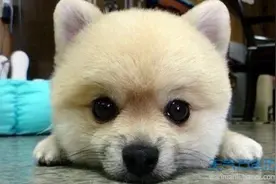 做狗也要有责任心，看主人怎么教会自家汪一人做事一人当，不过最后这只看着太惨了图片