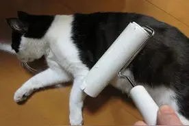 爱噜噜的喵老大图片