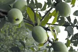 跟我识中药 | 舒筋活络酸木瓜，吐泻转筋就靠它图片