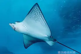 水族馆爆笑求婚，“魔鬼鱼”不解风情霸道抢镜图片