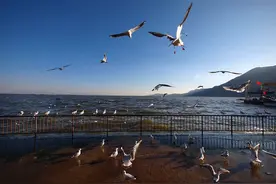 昆明红嘴鸥 | 三月是你们的告别，从西伯利亚飞来的小可爱图片