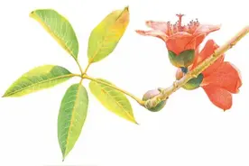 色铅笔︱这花，春天来了吗？图片