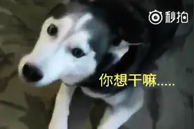 哈士奇做了坏事被女主人责骂，竟然倒地装可怜，这演技绝了！图片