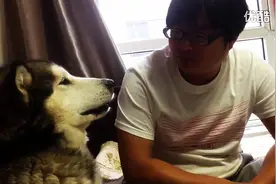 狗狗挨训后竟然向主人顶嘴，时不时的还蒙住脸不听主人训话！图片