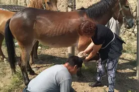 康润兰——好样的，嫁给一个钉掌的，跟着抱了35年牲口蹄子，抱出了名气！图片