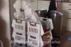 “葵花鹦鹉”简直是鸟界哈士奇！别是个傻子吧！视频封面
