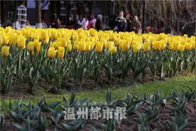 马鞍池公园“纯金”率先开花 最盛期预计在3月中旬后图片