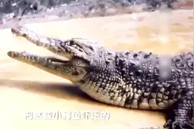 做简单便宜的鳄鱼电击装置，被电击的鳄鱼，反应让人相当惊讶
