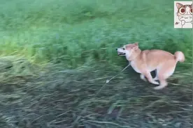 柴犬闻割草后味道兴奋极了，像猫吸了猫薄荷视频封面