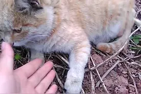 我遇见了一只小猫咪，真可爱呀！视频封面