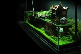 翠绿翠绿的鱼缸造景，美翻了视频封面