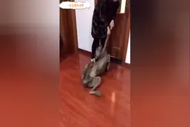 一听说要洗澡，狗狗吓得全身僵硬，最后女主人放大招了！视频封面