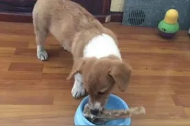 狗为什么不能吃骨头 尖锐的骨头不能喂食图片