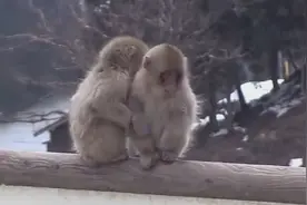 雪停了 成群猴出来放风 交往结婚生子视频封面