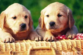 宠物犬会发抖的原因有哪些图片