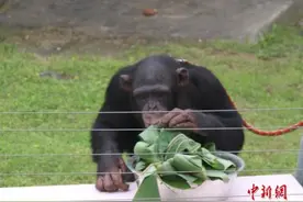 敲玻璃、指凹槽 英国聪明黑猩猩指点游客倒饮料图片