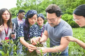 印度影星阿米尔汗都江堰采茶：“空气里满是茶香”图片