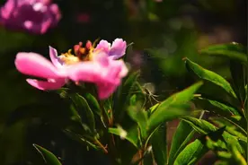 这个夏天带你去看肃南的“花花世界”图片