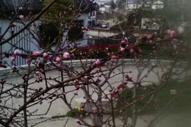 为揽客，龙泉农家乐种只开花不结果的桃树图片