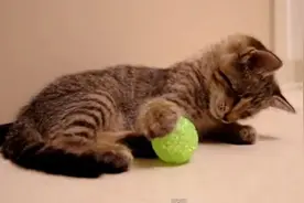 为什么猫喜欢球 猫喜欢滚来滚去的圆形玩具图片