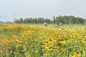 惊艳！濮阳这个地方能看龙山、龙湖和古镇，现在还能看“海”图片