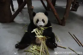 2016级熊猫崽到换牙季 “圆月”长龋齿少了一颗牙图片