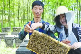 记者体验天水养蜂人 追花的生活 “甜蜜”的事业图片