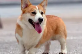 狗尿频吃什么药 幼犬较容易出现尿频图片