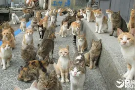 猫岛缺粮喵星人暴动求助 铲屎官爱心逆天图片