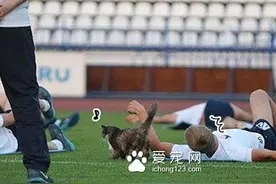 猫咪闯进足球队练习中竟然发生这一幕图片
