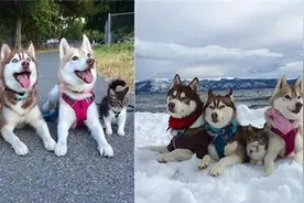 流浪小猫流遇上3只哈士奇，竟摇身变为汪星人!图片