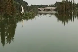 东莞麻涌华阳湖#每天钓鱼的人都很多，而且收获还不少。