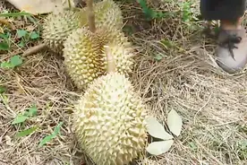 看看泰国人是如何摘榴莲的？一个需要爬上很高的榴莲树，一个冒着被榴莲砸的风险视频封面