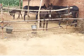 知道小叫驴和小草驴是什么意思吗，看看这俩小家伙视频封面