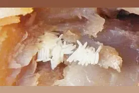 德克士鸡腿吃出蛆卵太恶心，三个方法教你分辨肉质优劣