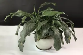 用塑料瓶教你巧制自动浇花器，在花卉市场偷学的技能，没学会太亏了视频封面