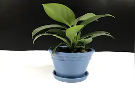 简单几步，教你巧制自动浇花神器，出远门，再也不担心花草没人浇水了视频封面