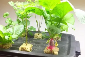 在房间灯光下养水培蔬菜，一月种出吃不完的萝卜和生菜视频封面