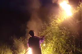农村人火烧马蜂窝，油炸蜂蛹不是一般的补，被叮也值得视频封面