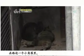 猫妈妈死后一直不愿离开的小猫咪，没想到它的肚子里都是这些东西图片