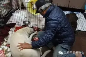 他花光所有积蓄救治16岁拉布拉多爱犬，狗狗手术前突然“走了”图片
