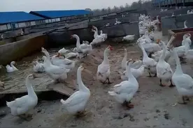 如何办好小型养鹅场的分析及总结图片