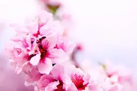 想赏什么花，要到哪里看？给你答案图片