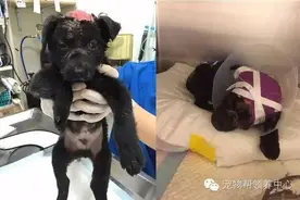3个月小黑狗狗受虐皮肤都烂了，还意外还发现已化白骨尸骸！图片