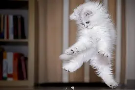 吓shi宝宝了，你见过这些会飞的猫么图片