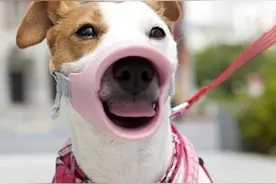 一秒化身地狱恶犬，出门能吓死人和狗的节奏！设计师太有才了图片