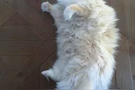 这只猫胖成了一朵云彩 没脖子毛成球好想抱图片