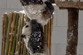 动物也有团队精神，摄影师用镜头记录这瞬间图片